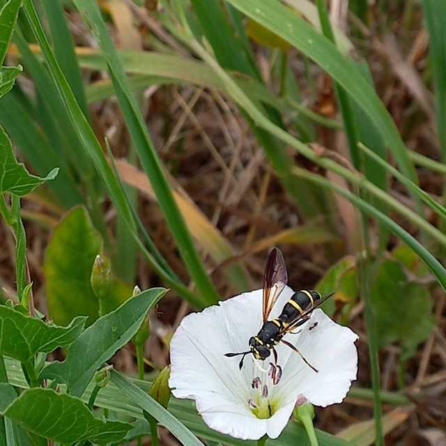 Ceriana conopsoides - nagy hosszúcsápúlégy