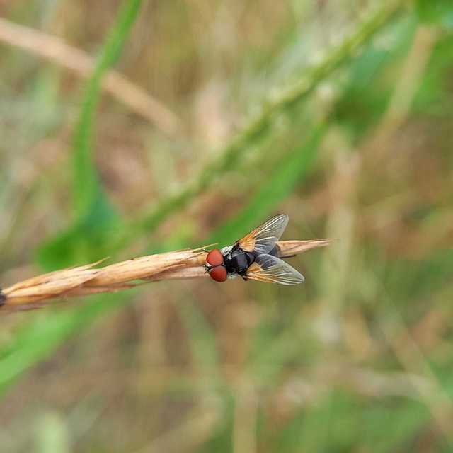 Elomya lateralis