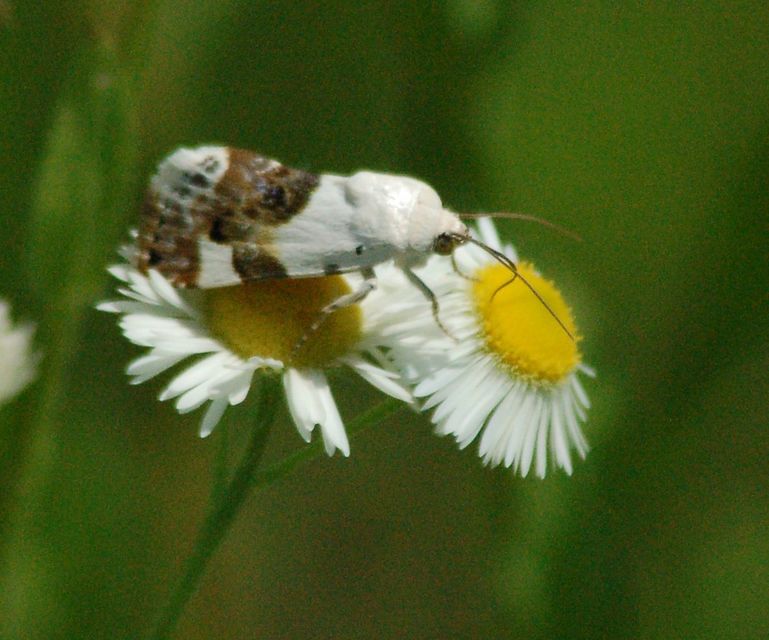 Acontia lucida - fehér nappalibagoly