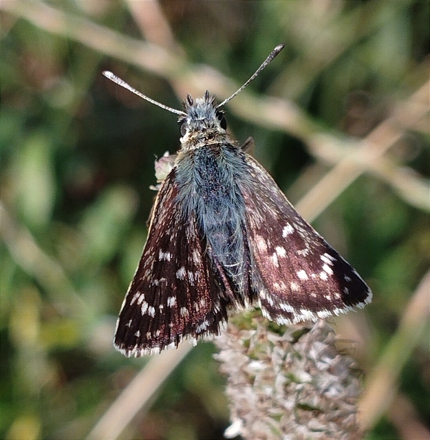 Spialia orbifer - törpe busalepke