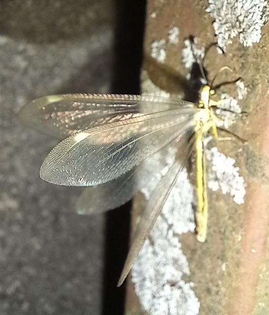 Myrmecaelurus trigrammus - hangyafarkas