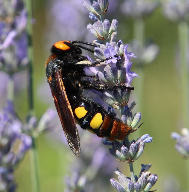 Megascolia maculata - óriás-tőrösdarázs