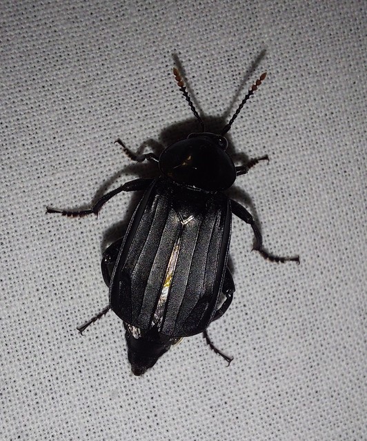 Necrodes littoralis - nagy dögbogár