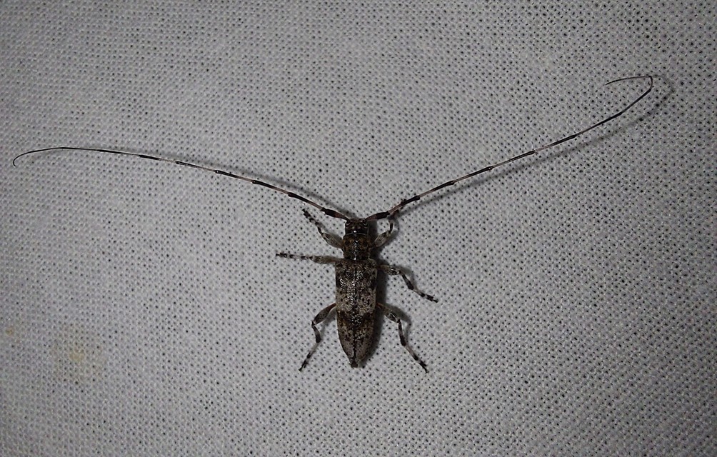 Acanthocinus griseus - szürke daliáscincér