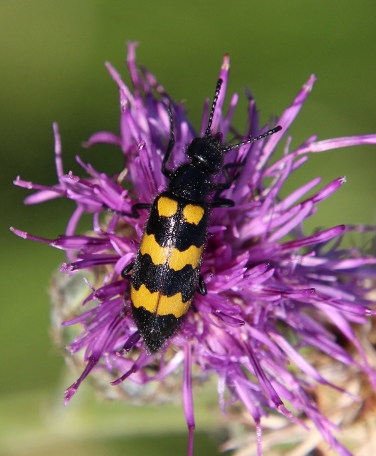 Mylabris variabilis - szalagos hólyaghúzó Mylabris variabilis - szalagos hólyaghúzó