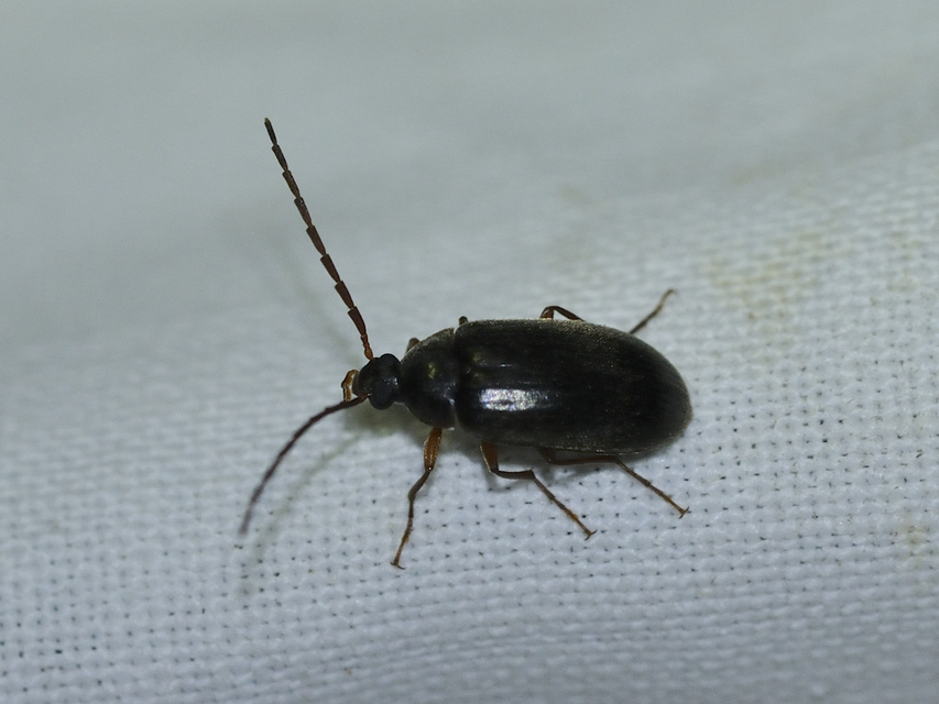 Hymenalia rufipes - rőtlábú alkonybogár