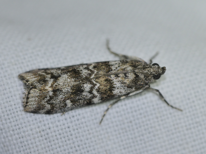 Dioryctria