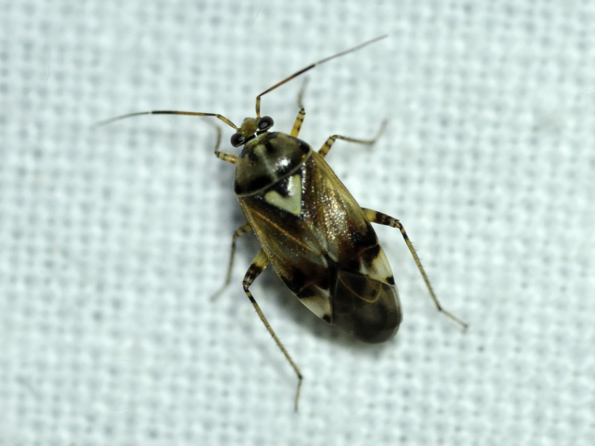 Lygus pratensis - változó mezeipoloska