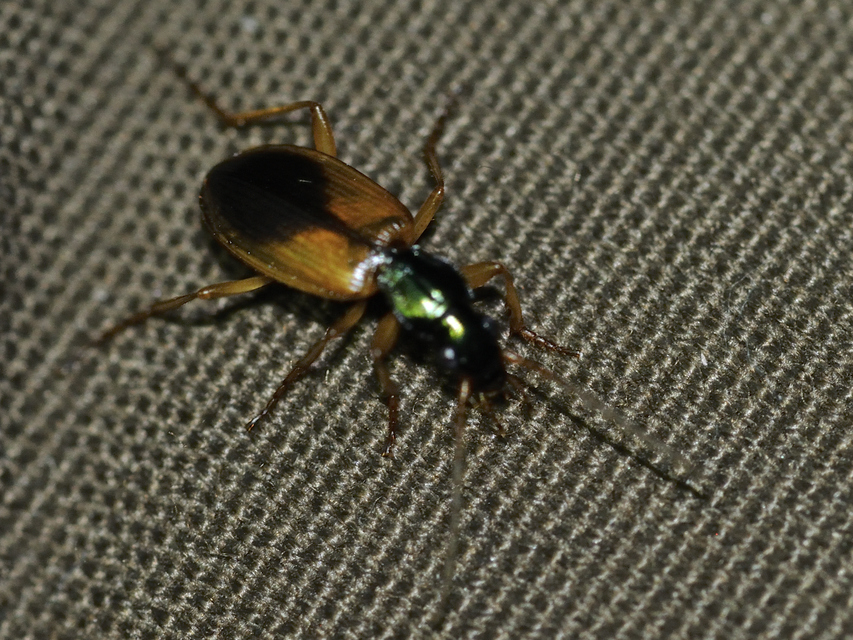 Anchomenus dorsalis - hátfoltos kisfutó