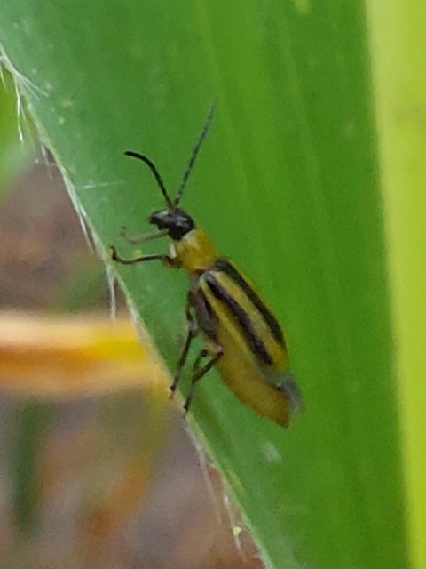 Diabrotica virgifera - amerikai kukoricabogár