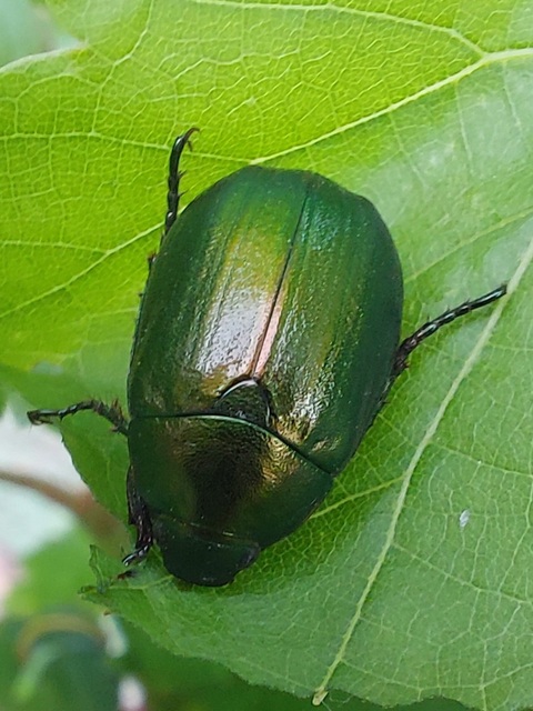 Anomala vitis - nagy fináncbogár