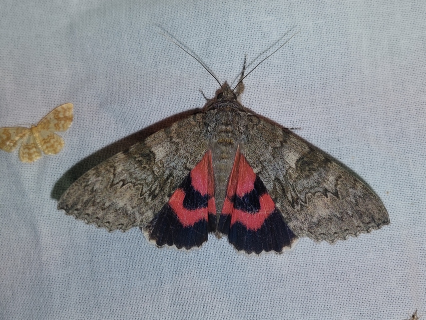 Hydrelia flammeolaria - narancssárga araszoló