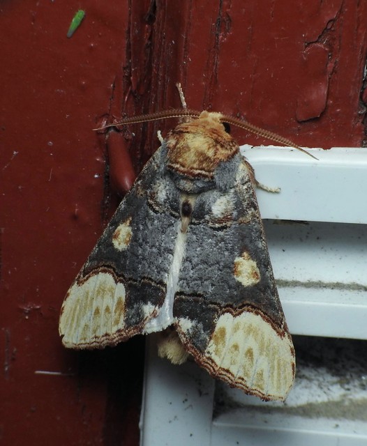 Phalera bucephaloides - magyar púposszövő