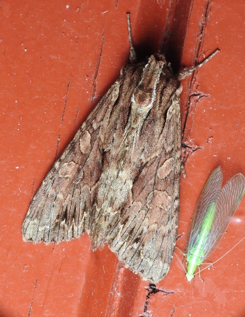 Apamea monoglypha - nagy dudvabagoly