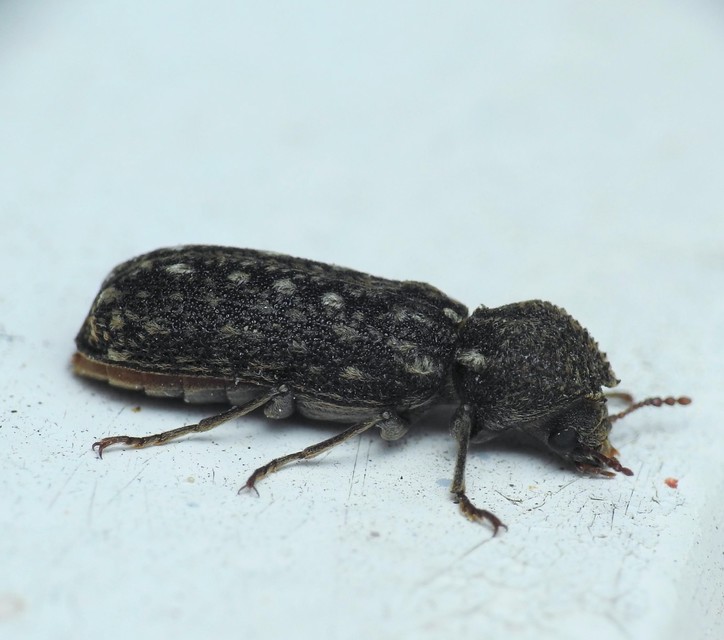 Lichenophanes varius - tarka csuklyásszú
