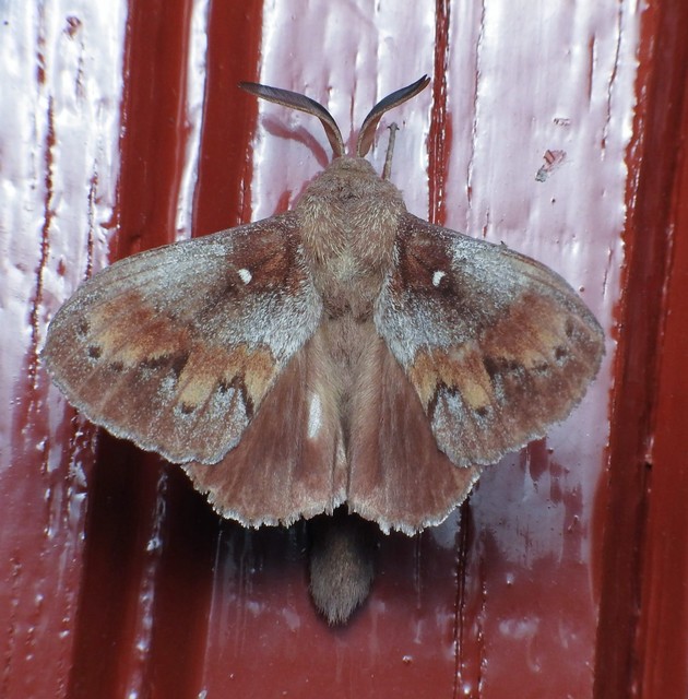 Dendrolimus pini - fenyőpohók