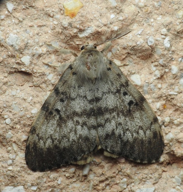 Lymantria dispar - gyapjaslepke