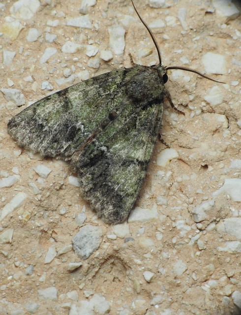 Polyphaenis sericata - selyemfényű erdeibagoly