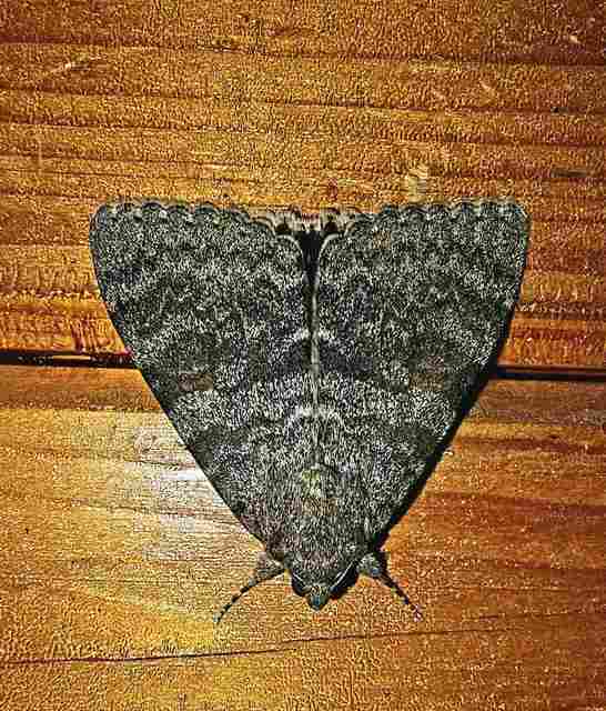 Catocala elocata - közönséges övesbagoly