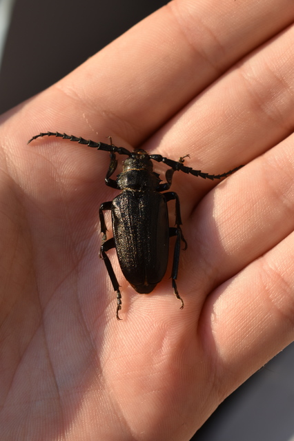 Prionus coriarius - csőszcincér