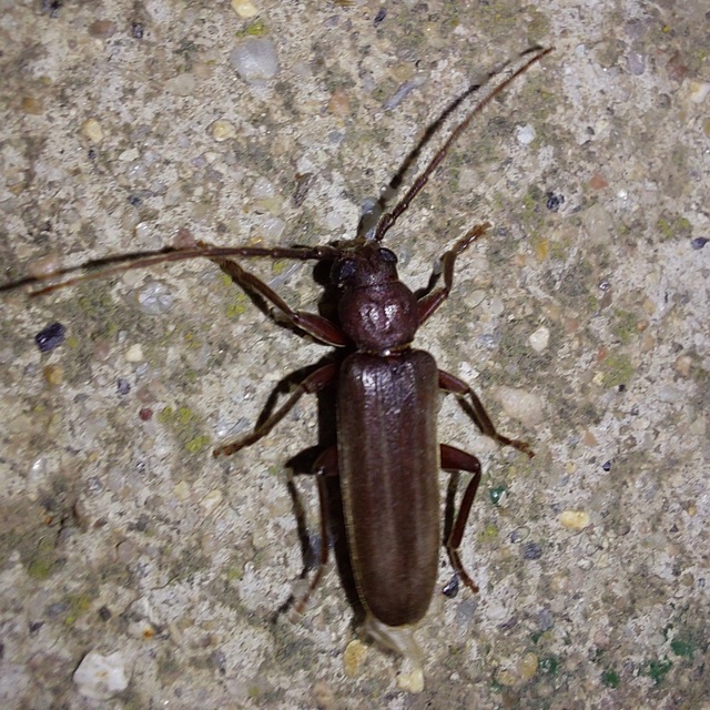 Arhopalus rusticus - gödrösnyakú cincér