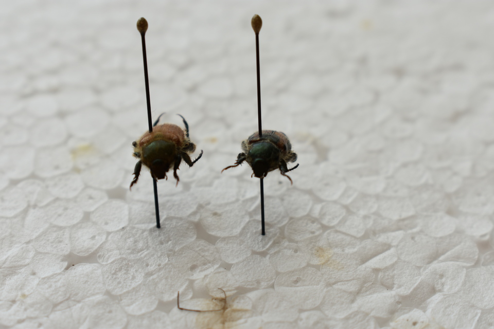 Chaetopteroplia segetum - rozsszipoly