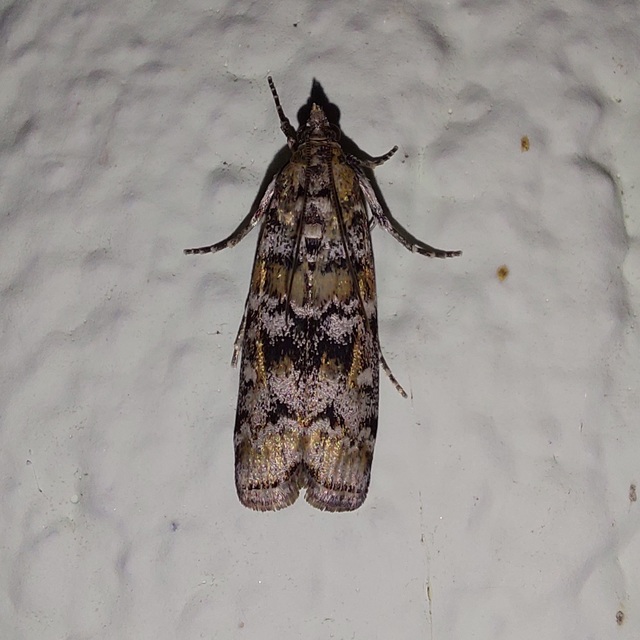 Dioryctria