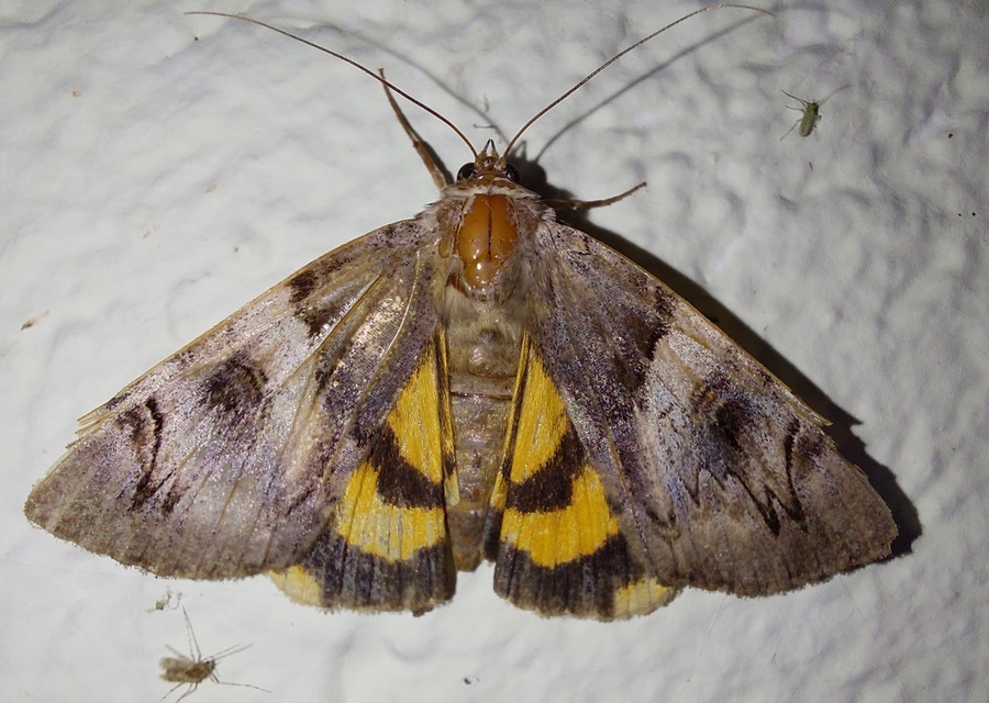 Catocala fulminea - galagonya-övesbagoly