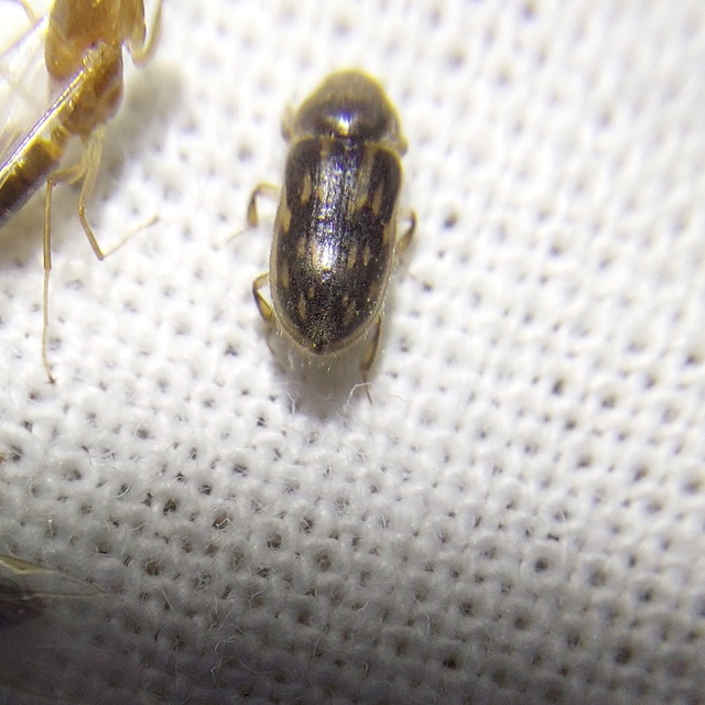 Heterocerus