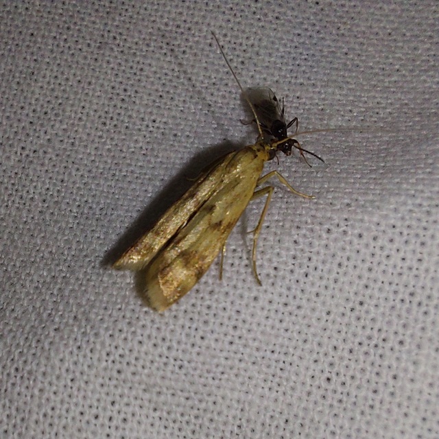 Homoeosoma sinuella - agyagsárga karcsúmoly