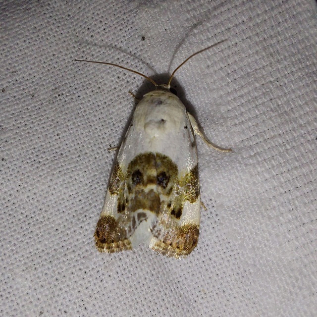 Acontia lucida - fehér nappalibagoly