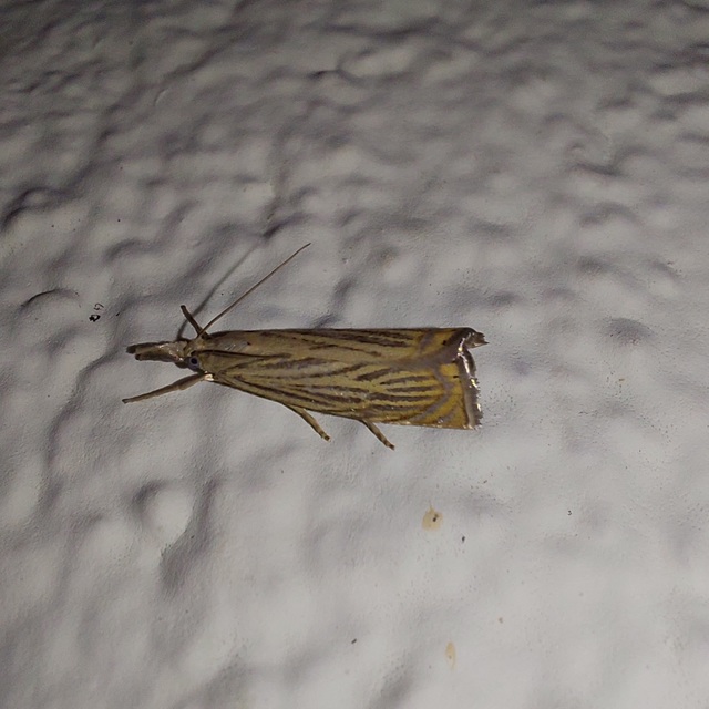 Chrysoteuchia culmella - kerti fűgyökérmoly