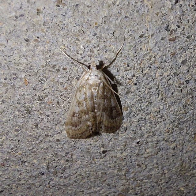 Parapoynx stratiotata - közönséges vízimoly