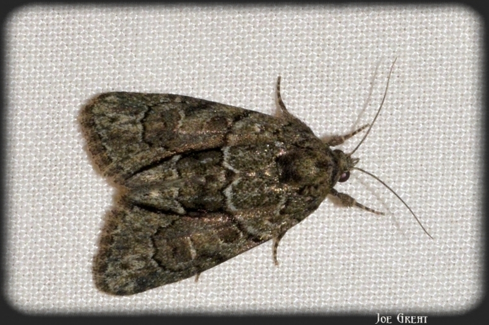 Cryphia fraudatricula - homoki zuzmóbagoly