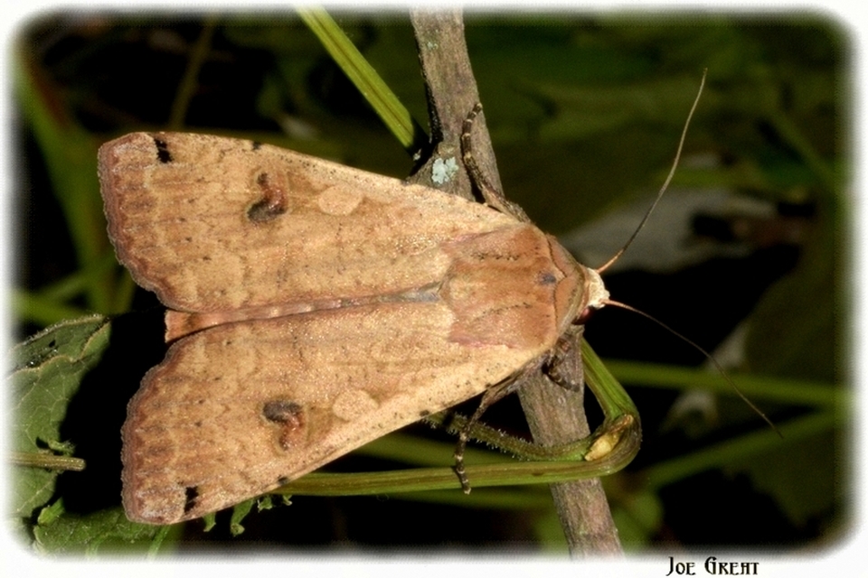 Noctua pronuba - nagy sárgafűbagoly