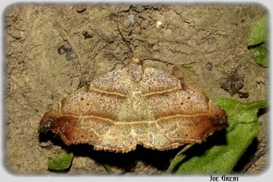 Laspeyria flexula - zuzmóbagoly