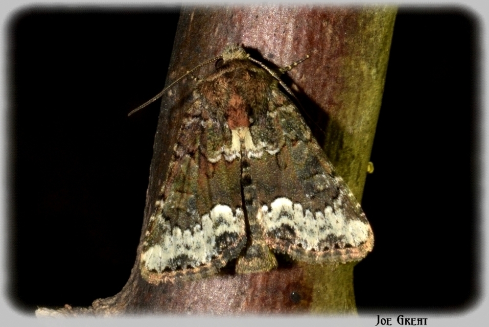 Oligia strigilis - kormos dudvabagoly