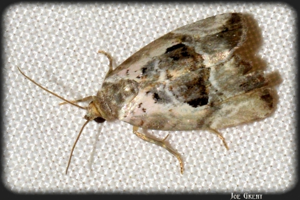 Hapalotis venustula - rózsaszínű mázasbagoly