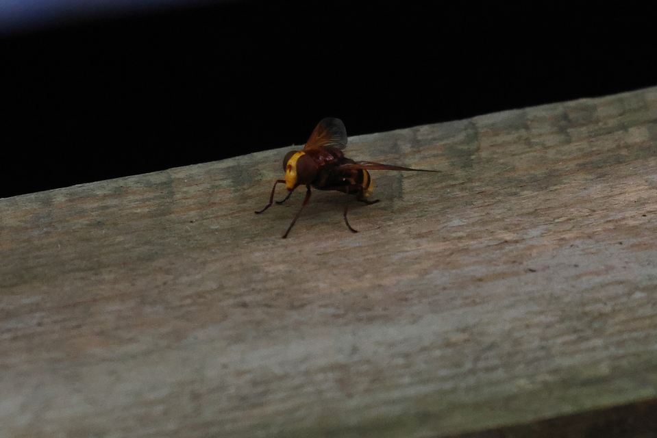 Volucella zonaria - kétöves pihelégy Volucella zonaria - kétöves pihelégy