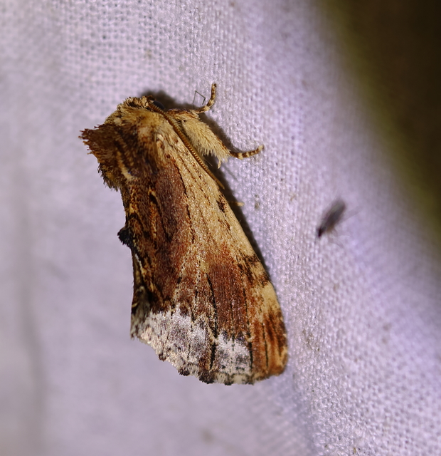 Ptilodon cucullina - csuklyás púposszövő