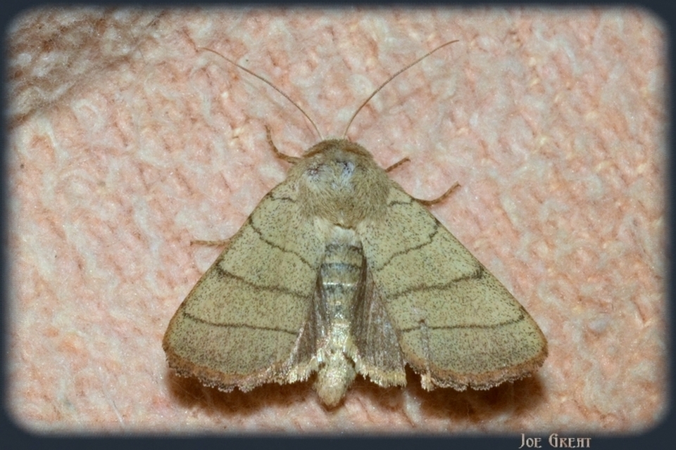 Charanyca trigrammica - háromsávos lombbagoly