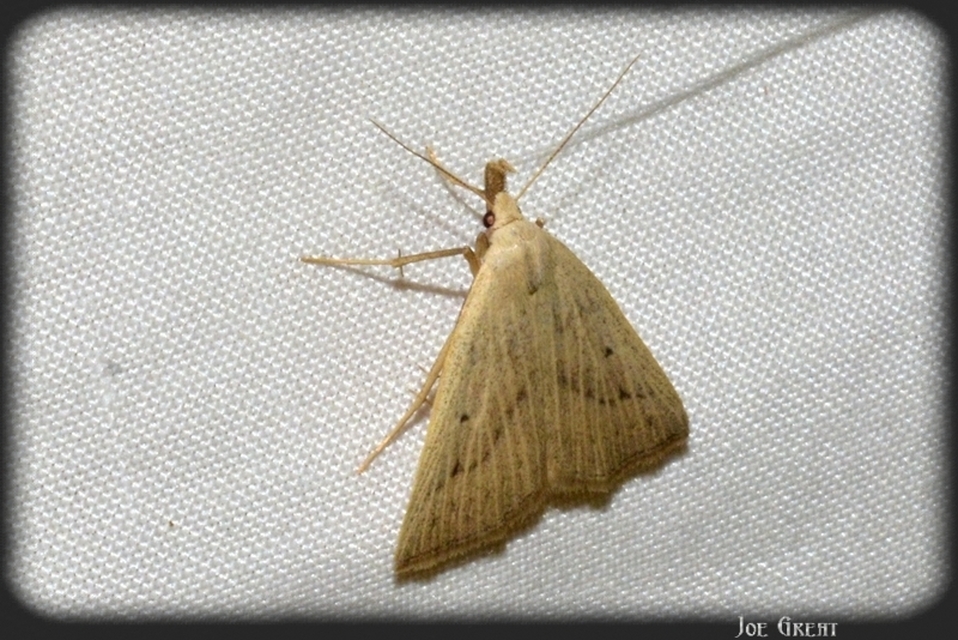 Macrochilo cribrumalis - csontszínű karcsúbagoly