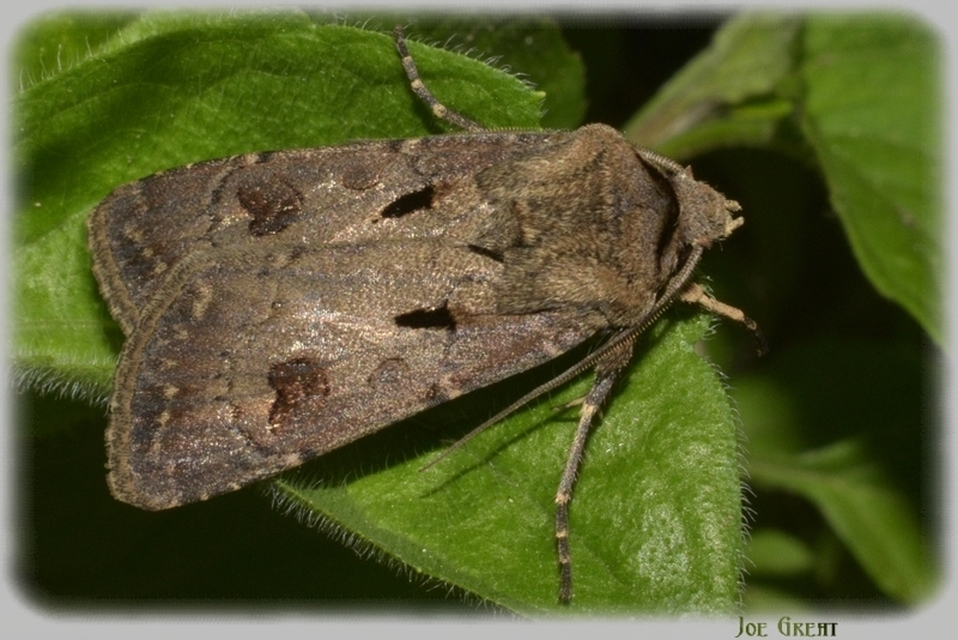 Agrotis exclamationis - felkiáltójeles földibagoly