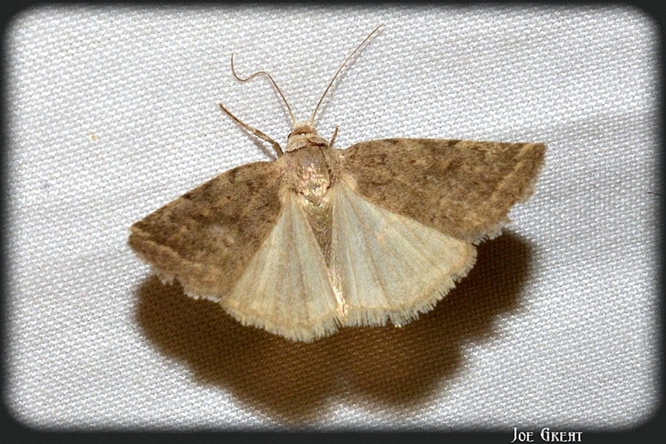 Athetis