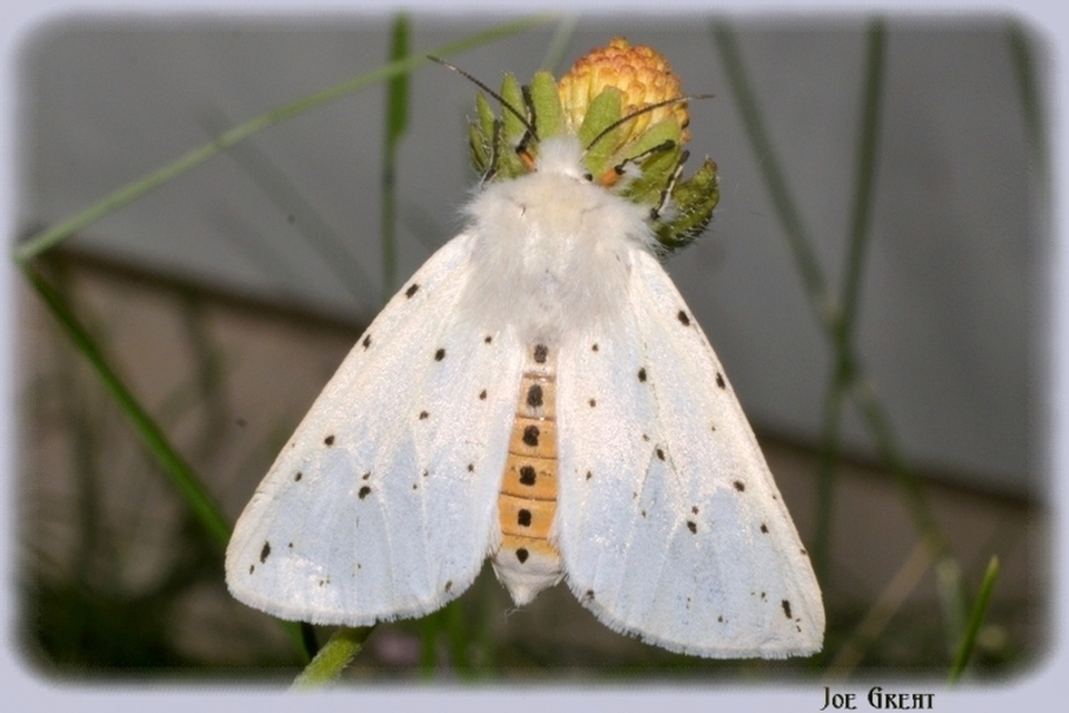 Spilosoma lubricipedum - tejszínű medvelepke