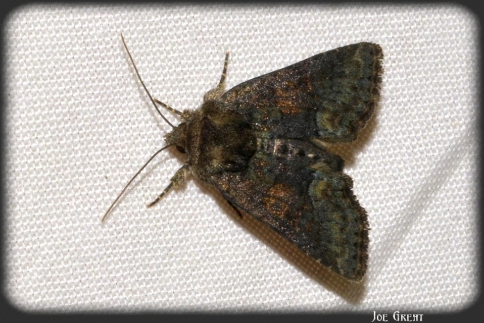 Oligia strigilis/latruncula/versicolor