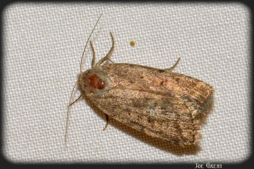 Paradrina clavipalpis - közönséges selymesbagoly