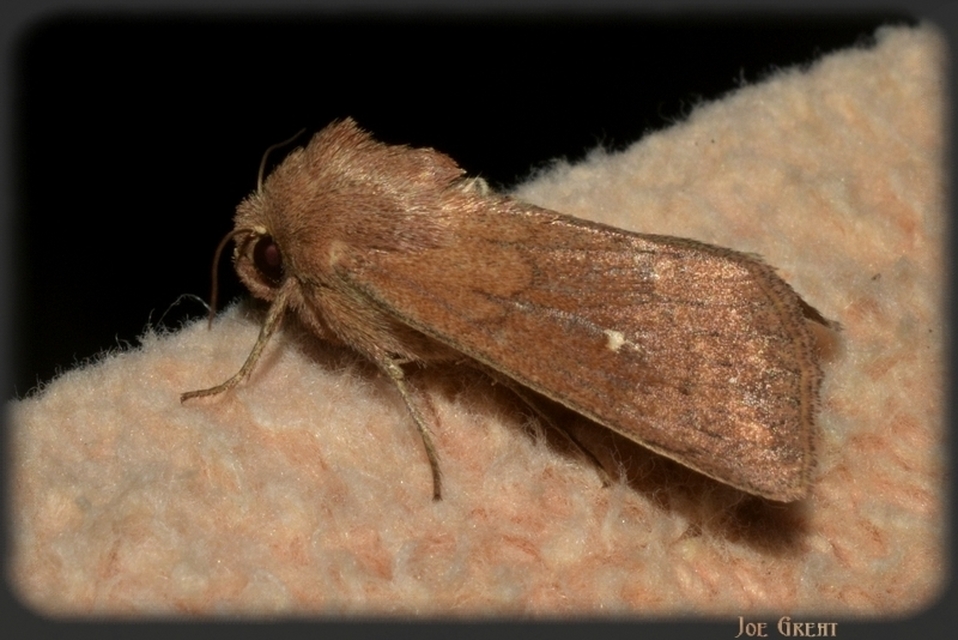 Mythimna albipuncta - fehérpettyes rétibagoly