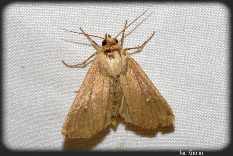 Mythimna albipuncta - fehérpettyes rétibagoly