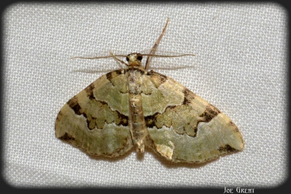 Colostygia pectinataria - zöld levélaraszoló